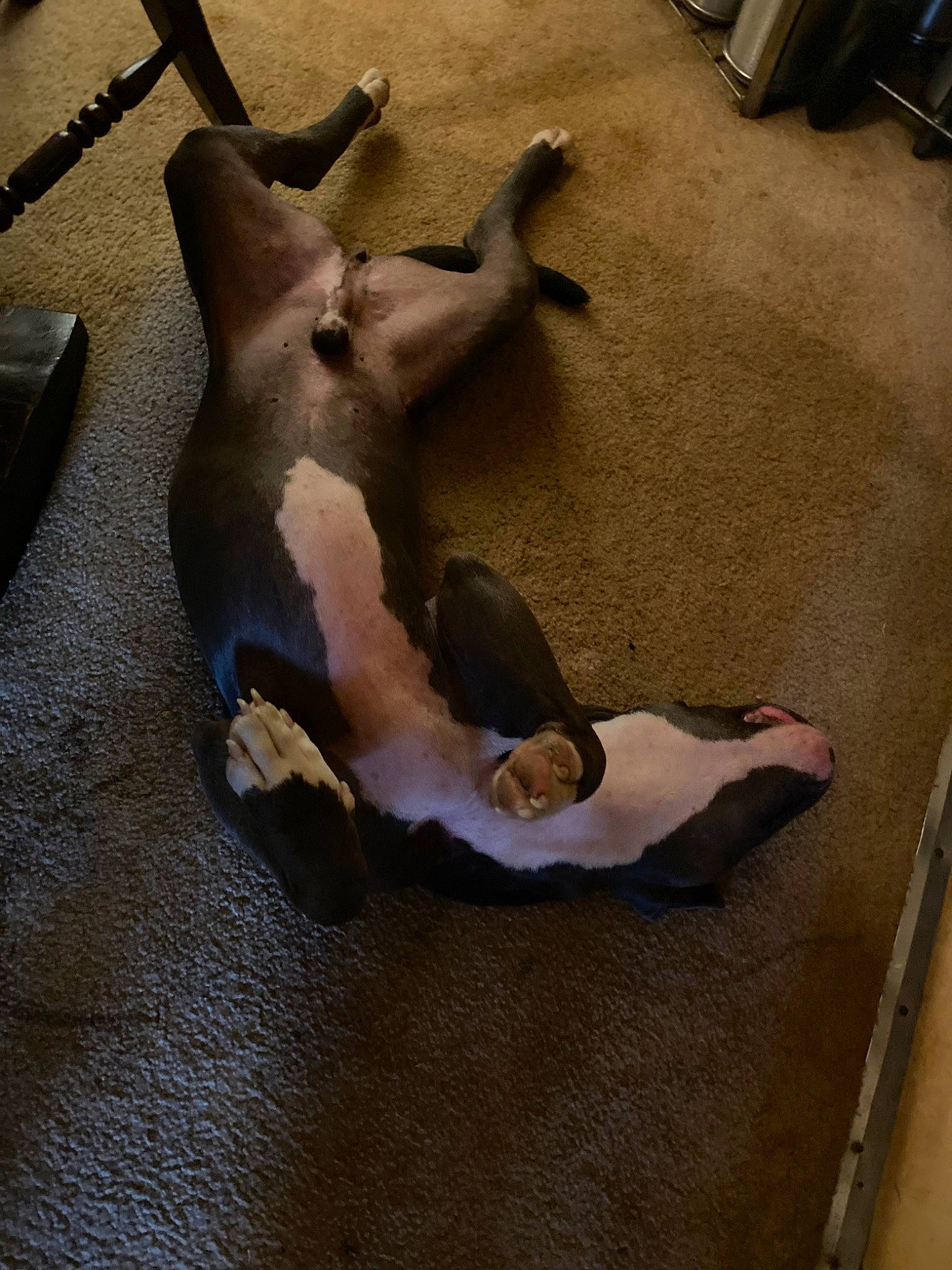 Blue joined the competition — help win amazing prizes! art, canidae, carnivore, comfort, companion_dog, dog, dog_breed, fawn, felidae, flooring, fur, hardwood, paw, room, shadow, small_to_medium_sized_cats, sporting_group, tail, wood, working_animal