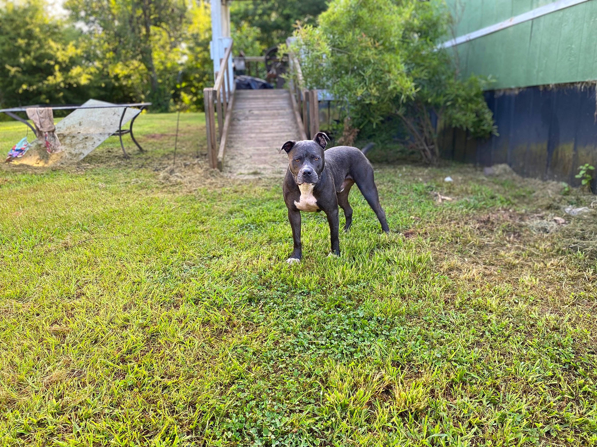 Blue joined the competition — help win amazing prizes! canidae, carnivore, companion_dog, dog, dog_breed, fawn, garden, grass, grassland, groundcover, guard_dog, pasture, plant, shrub, sporting_group, tail, terrestrial_animal, tree, working_animal, working_dog