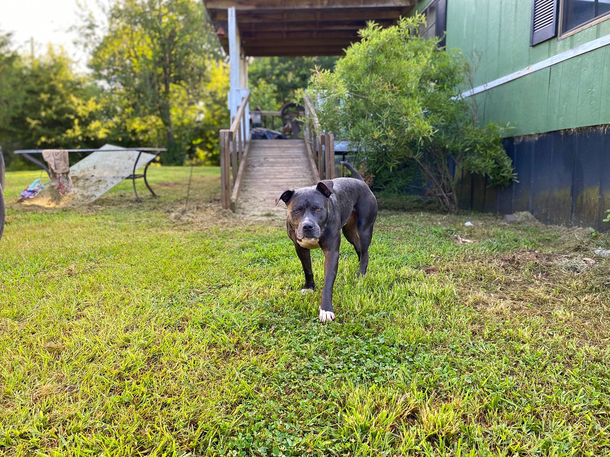 Blue joined the competition — help win amazing prizes! canidae, carnivore, companion_dog, dog, dog_breed, fawn, garden, grass, groundcover, guard_dog, house, lawn, pasture, plant, sporting_group, tail, tree, window, working_animal, working_dog