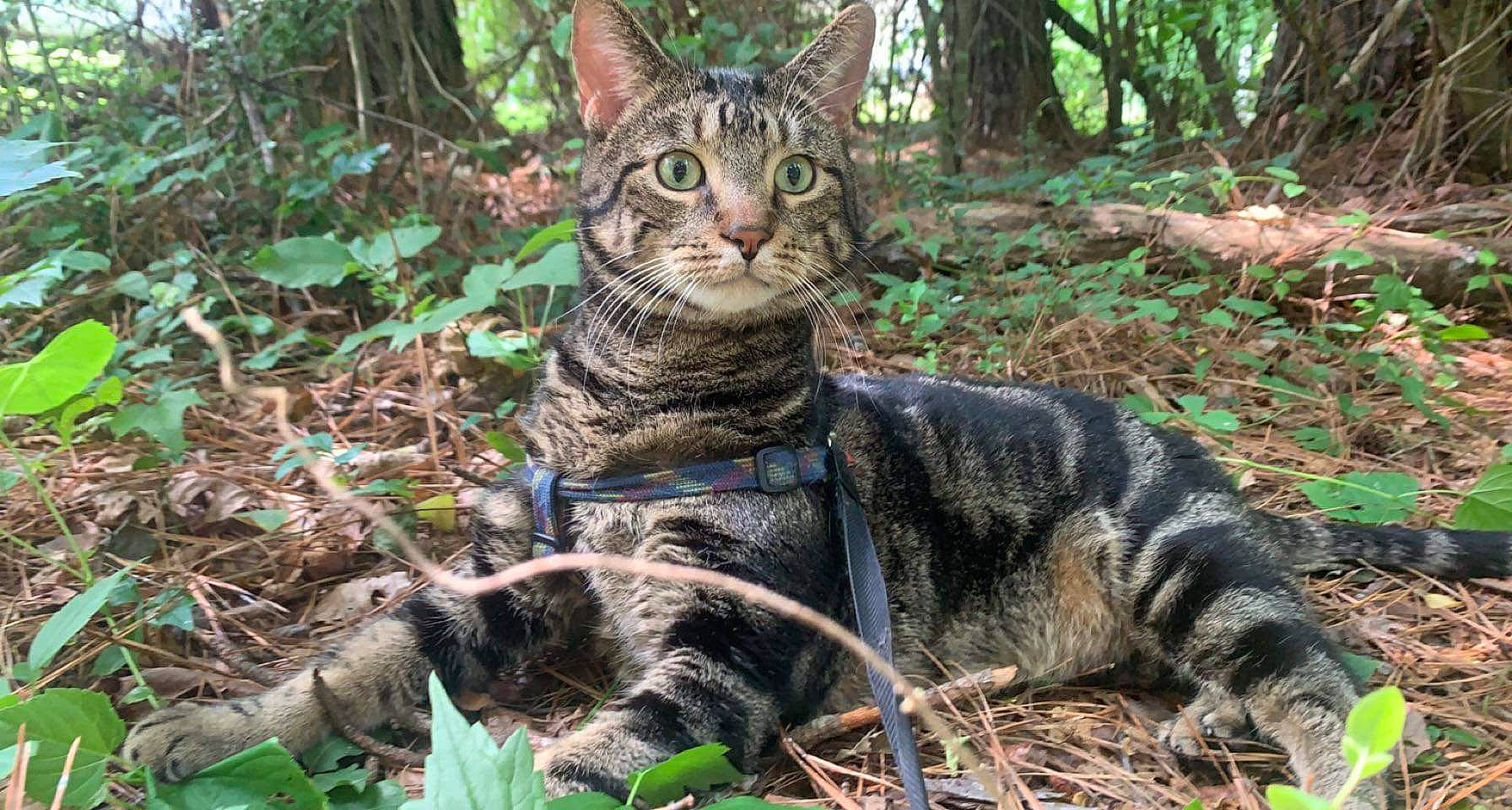Cheech is registered to the contest to win money with this photo: carnivore, cat, claw, domestic_short_haired_cat, fawn, felidae, fur, grass, jungle, photo_caption, plant, sitting, small_to_medium_sized_cats, snout, soil, tail, terrestrial_animal, tree, whiskers, wildlife