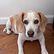 Loxie participe au concours pour gagner de l'argent avec cette photo : dog, beagle, pet, animal, canine, indoor, floor, wooden_floor, white_wall, laying_down, looking_at_camera, ears, fur, nose, paws, domestic_animal, cute, companion, mammal, portrait