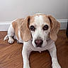 dog, beagle, pet, animal, canine, indoor, floor, wooden_floor, white_wall, laying_down, looking_at_camera, ears, fur, nose, paws, domestic_animal, cute, companion, mammal, portrait