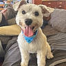 animal, bandana, couch, cozy, cute, dog, ears, fur, furniture, happy, home, indoor, living_room, person, pet, portrait, resting, small_dog, smiling, tongue_out