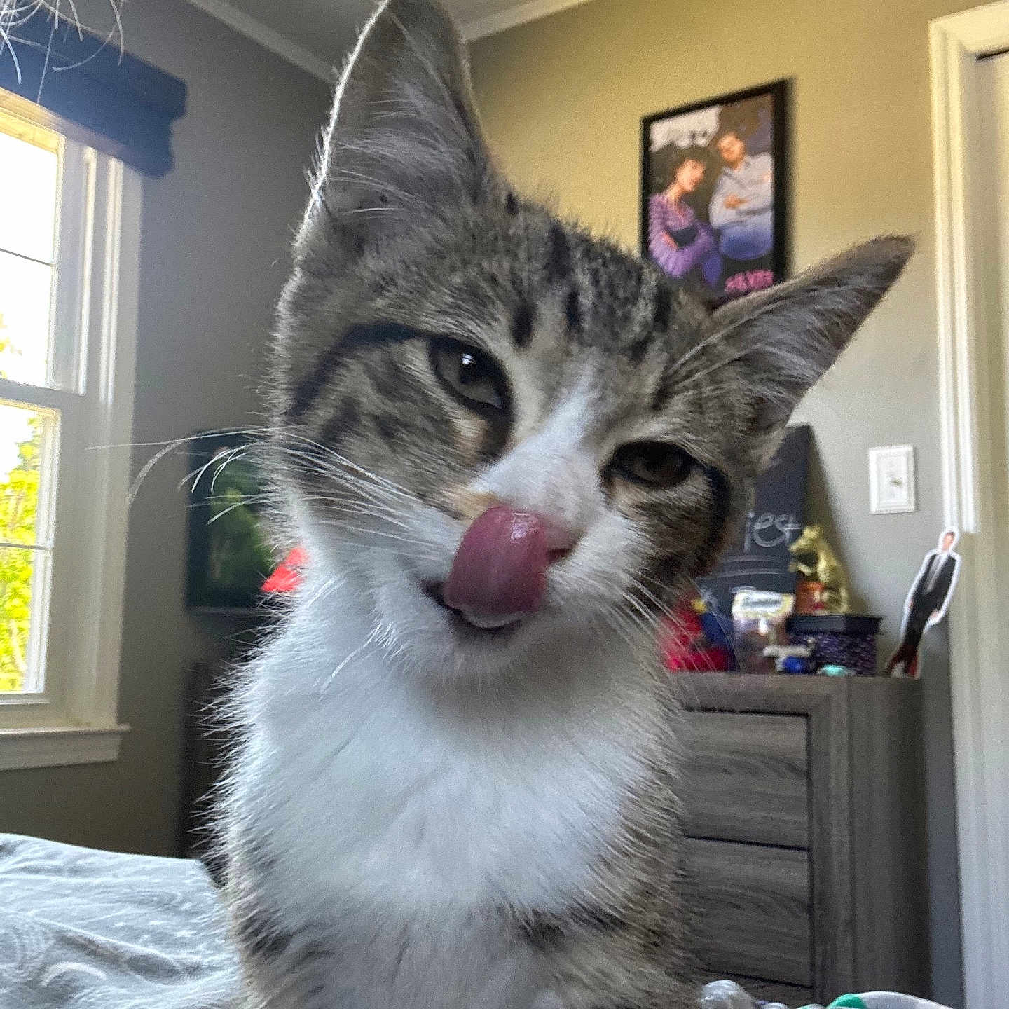 Milo joined the competition — help win amazing prizes! cat, tabby, licking, indoor, bed, blanket, window, daylight, furniture, dresser, poster, decor, whiskers, ears, curious, pet, fur, closeup, animal, cute