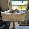 Milo joined the competition — help win amazing prizes! cat, kitten, cat_tree, plush_bed, indoor, window, natural_light, toy_mouse, tabby, pet, cozy, resting, feline, home, furniture, plant, curtain, floor, house, daylight