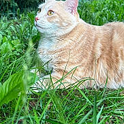Yona participe au concours pour gagner de l'argent avec cette photo : cat, orange_tabby, feline, grass, greenery, outdoor, nature, animal, pet, curious, ears, whiskers, fur, closeup, garden, relaxed, side_view, yellow_eyes, daylight, mammal