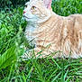 cat, orange_tabby, feline, grass, greenery, outdoor, nature, animal, pet, curious, ears, whiskers, fur, closeup, garden, relaxed, side_view, yellow_eyes, daylight, mammal