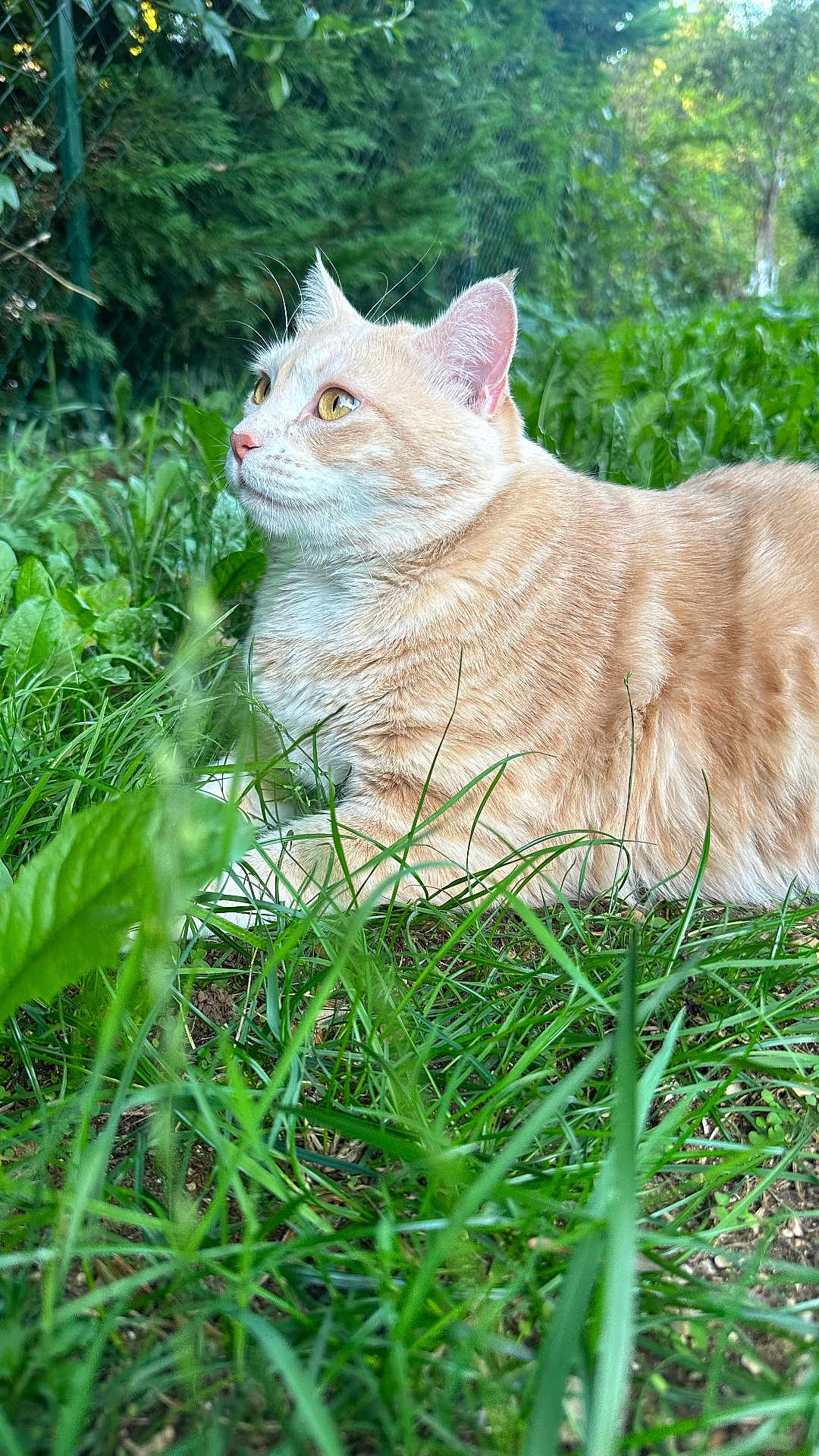 Yona participe au concours pour gagner de l'argent avec cette photo : cat, orange_tabby, feline, grass, greenery, outdoor, nature, animal, pet, curious, ears, whiskers, fur, closeup, garden, relaxed, side_view, yellow_eyes, daylight, mammal