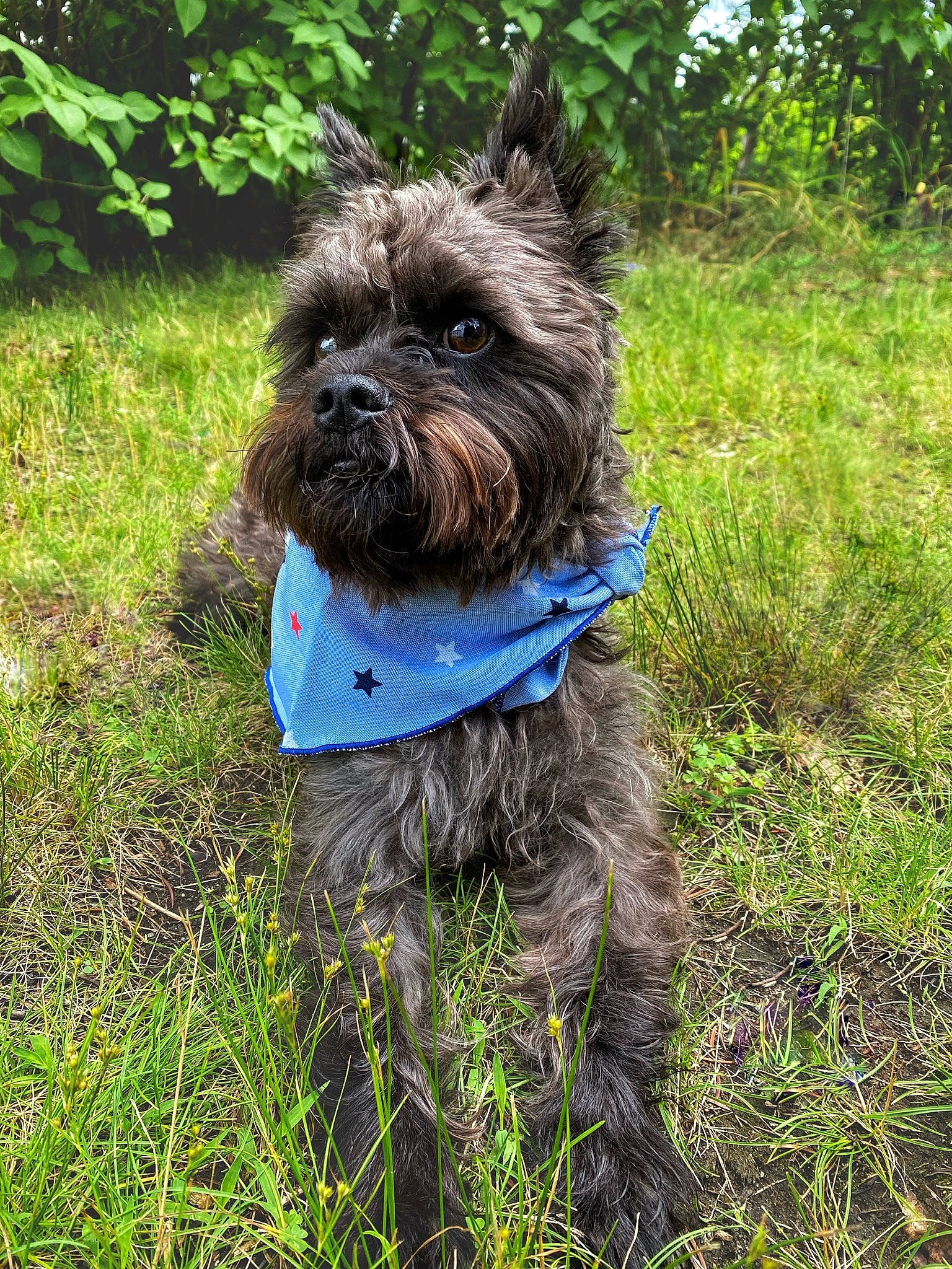 Ozzy joined the competition — help win amazing prizes! canidae, carnivore, collar, companion_dog, dog, dog_breed, dog_collar, dog_supply, electric_blue, fawn, grass, liver, small_terrier, snout, sporting_group, tail, terrier, toy_dog, water_dog, working_animal