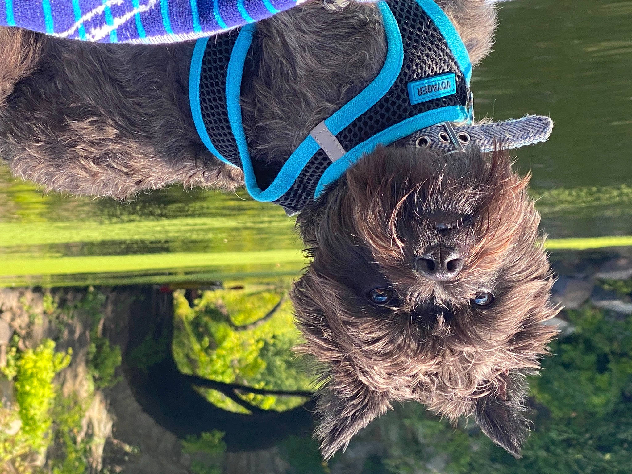 Ozzy joined the competition — help win amazing prizes! carnivore, dog, dog_breed, dog_collar, electric_blue, fawn, fun, fur, grass, leash, liver, organism, plant, sporting_group, tail, terrier, tree, whiskers, wilderness, working_animal