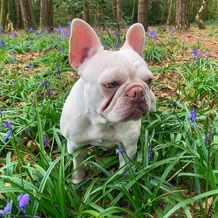 Pizza is registered to the contest to win money with this photo: animal, bulldog, canine, dog, flower, frenchbulldog, grass, grove, herbal, herbs, land, nature, outdoors, pet, plant, purple, soil, tree, vegetation, woodland