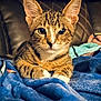 Rhody is registered to the contest to win money with this photo: cat, tabby, pet, animal, feline, ears, whiskers, blanket, blue, cozy, comfort, indoor, leather, brown, relaxed, curious, fur, closeup, cute, resting
