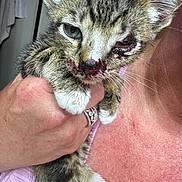 Rhody is registered to the contest to win money with this photo: kitten, cat, animal, pet, injury, close_up, hand, person, ring, pink_clothing, fur, whiskers, face, eye_infection, holding, domestic_animal, cute, young, feline, indoor