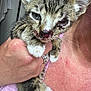 kitten, cat, animal, pet, injury, close_up, hand, person, ring, pink_clothing, fur, whiskers, face, eye_infection, holding, domestic_animal, cute, young, feline, indoor