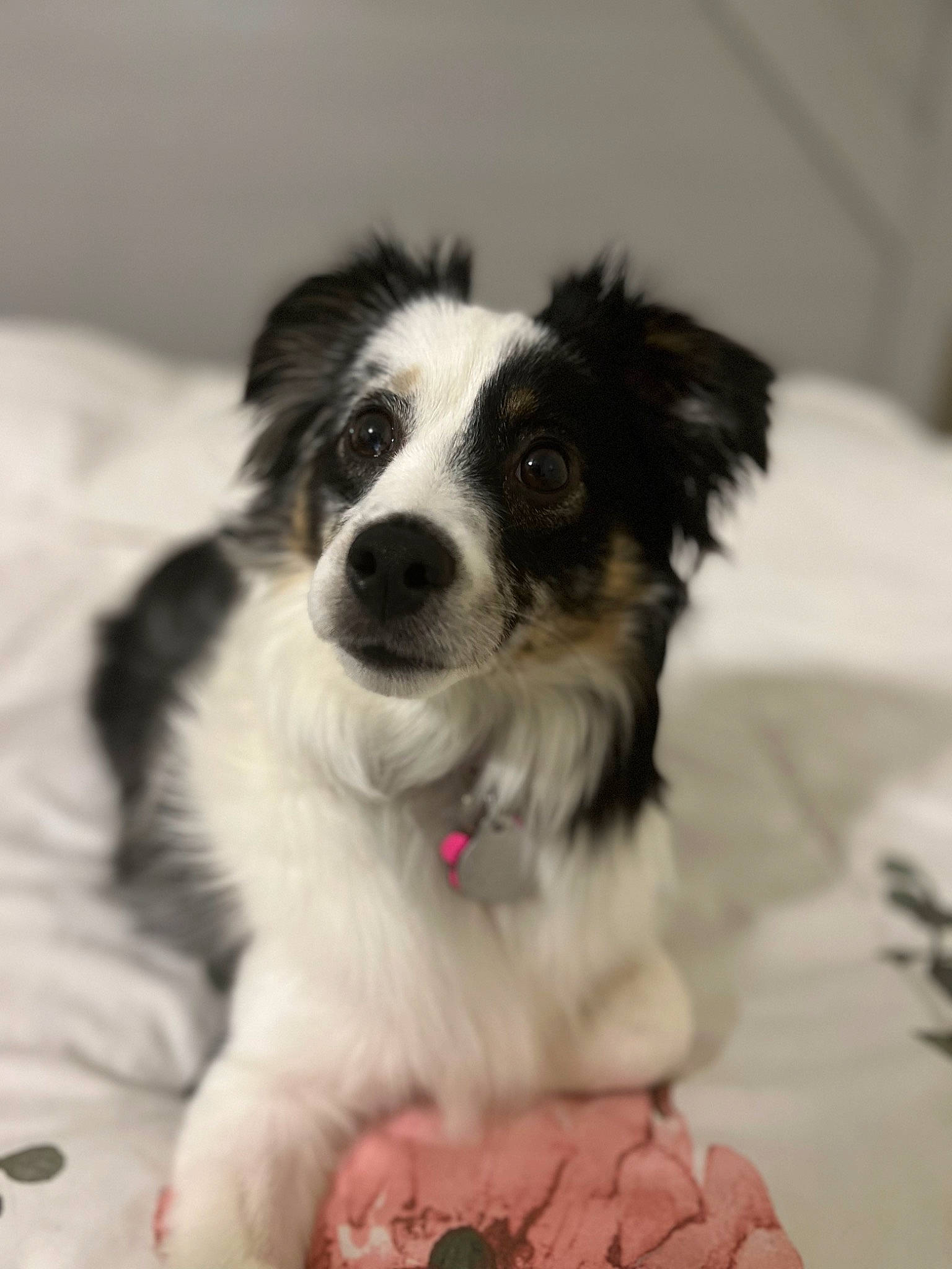 Nova is registered to the contest to win money with this photo: australian_shepherd, border_collie, bored, canidae, carnivore, companion_dog, dog, dog_breed, fur, gun_dog, herding_dog, snout, sporting_group, toy_dog, whiskers, working_animal, working_dog