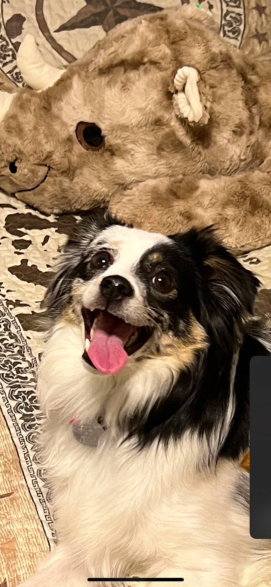 Nova joined the competition — help win amazing prizes! art, ball, canidae, carnivore, companion_dog, dog, dog_breed, eye, fawn, fur, happy, paw, plant, snout, sporting_group, terrestrial_animal, toy_dog, whiskers, working_animal, working_dog