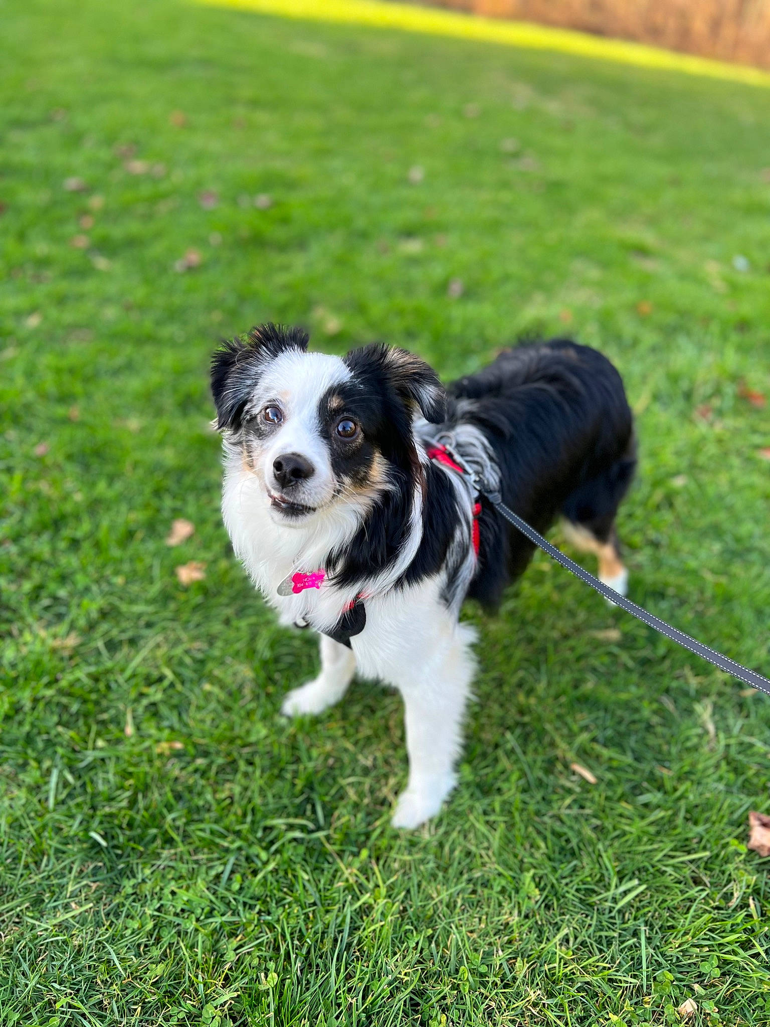 Nova joined the competition — help win amazing prizes! canidae, carnivore, collar, companion_dog, dog, dog_breed, dog_collar, dog_supply, fashion_accessory, grass, grassland, herding_dog, leash, pet_supply, plant, recreation, sporting_group, tail, toy_dog, working_dog