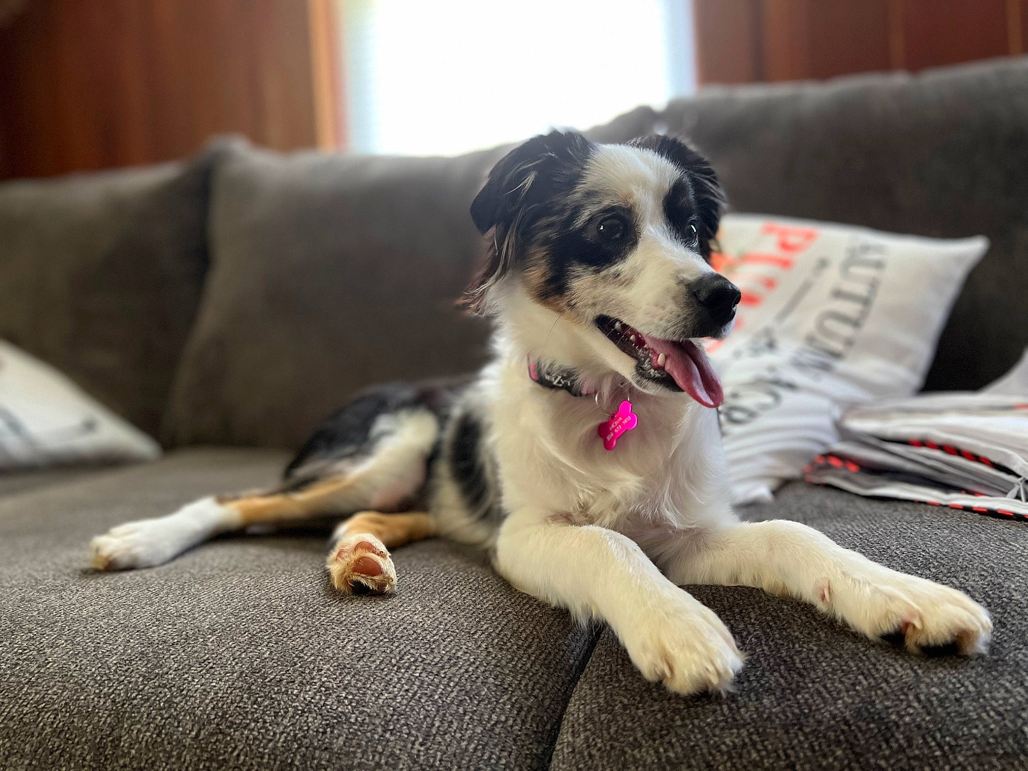 Nova is registered to the contest to win money with this photo: carnivore, companion_dog, couch, dog, dog_breed, dog_supply, fur, paw, sleeper_chair, spaniel, sporting_group, toy_dog, whiskers, working_animal, working_dog