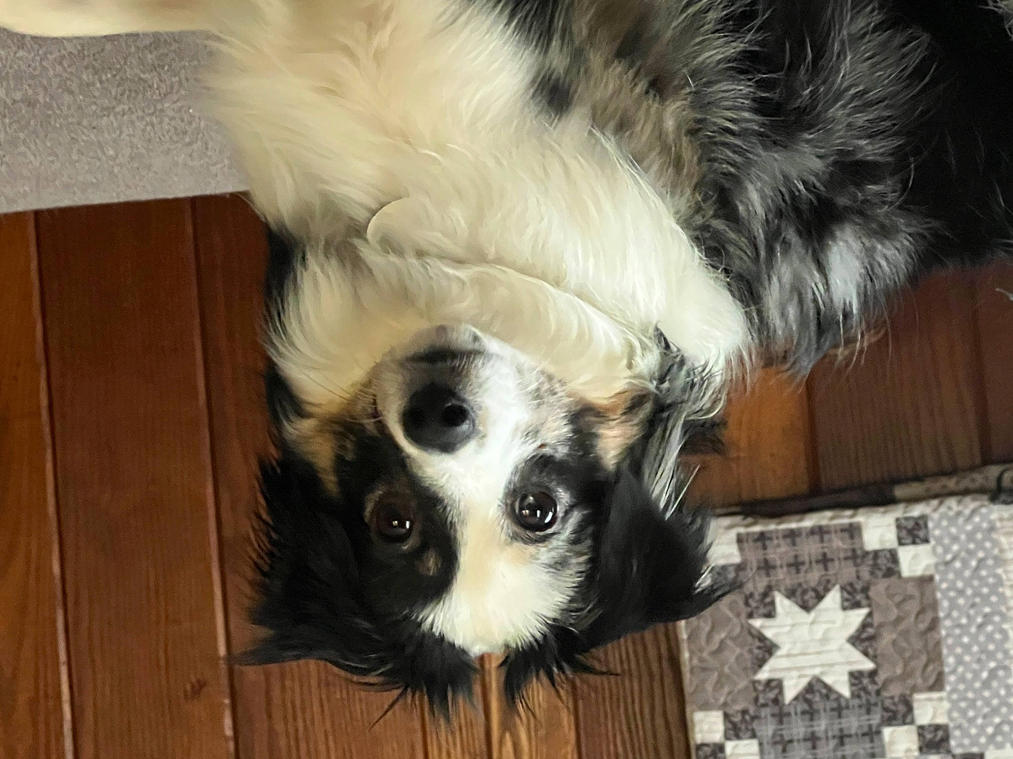 Nova joined the competition — help win amazing prizes! canidae, carnivore, companion_dog, dog, dog_breed, dog_supply, fawn, fur, hardwood, natural_material, non_sporting_group, pet_supply, snout, sporting_group, tail, terrestrial_animal, toy_dog, whiskers, wood, working_animal