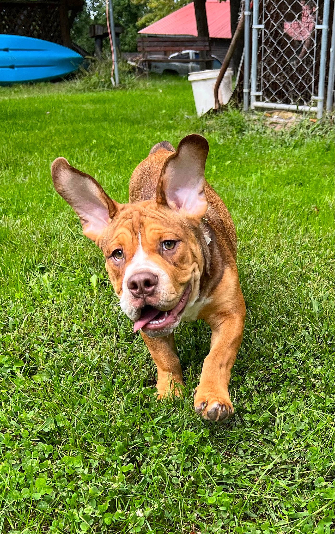 Toby is registered to the contest to win money with this photo: canidae, chair, companion_dog, dog_breed, domestic_pig, fawn, fence, grass, grassland, groundcover, lawn_ornament, livestock, plant, snout, suidae, terrestrial_animal, terrestrial_plant, watercraft, working_animal, yard