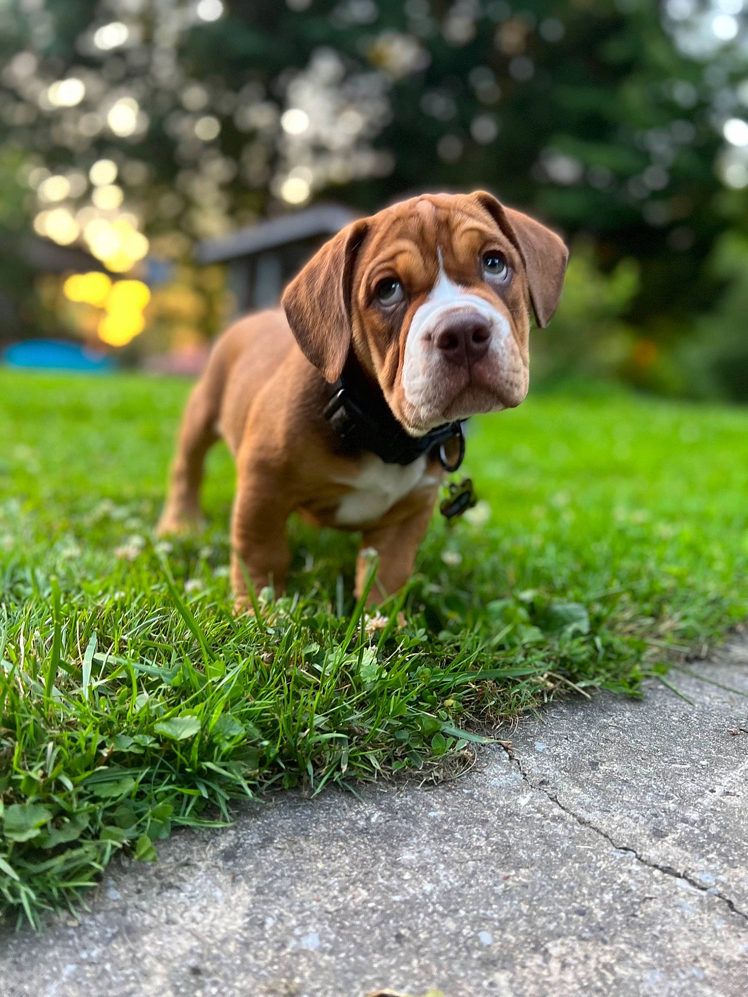 Toby is registered to the contest to win money with this photo: ball, canidae, carnivore, collar, companion_dog, dog, dog_breed, dog_collar, fawn, grass, groundcover, hunting_dog, liver, molosser, plant, snout, sporting_group, terrestrial_animal, tree, working_dog