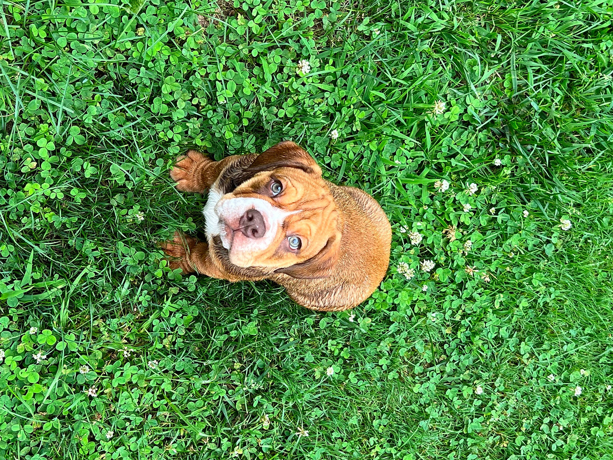 Toby is registered to the contest to win money with this photo: amphibian, art, artificial_turf, canidae, fawn, grass, grassland, groundcover, lawn_ornament, people_in_nature, personal_protective_equipment, plant, snout, soil, sporting_group, terrestrial_animal, toy, working_animal