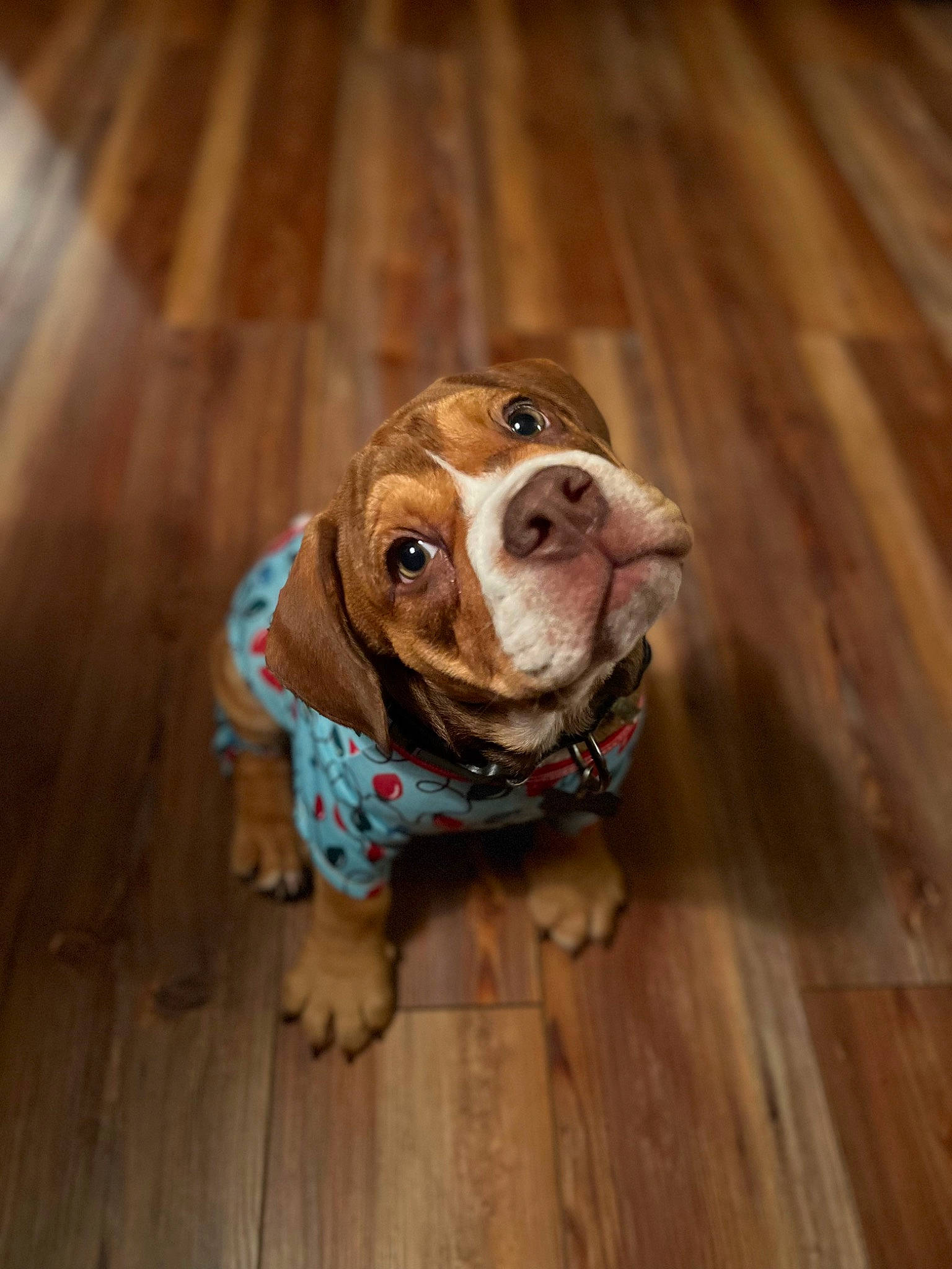 Toby joined the competition — help win amazing prizes! canidae, carnivore, companion_dog, dog, dog_breed, floor, flooring, fur, hardwood, hound, laminate_flooring, liver, plank, scent_hound, varnish, whiskers, wood, wood_flooring, wood_stain, working_animal
