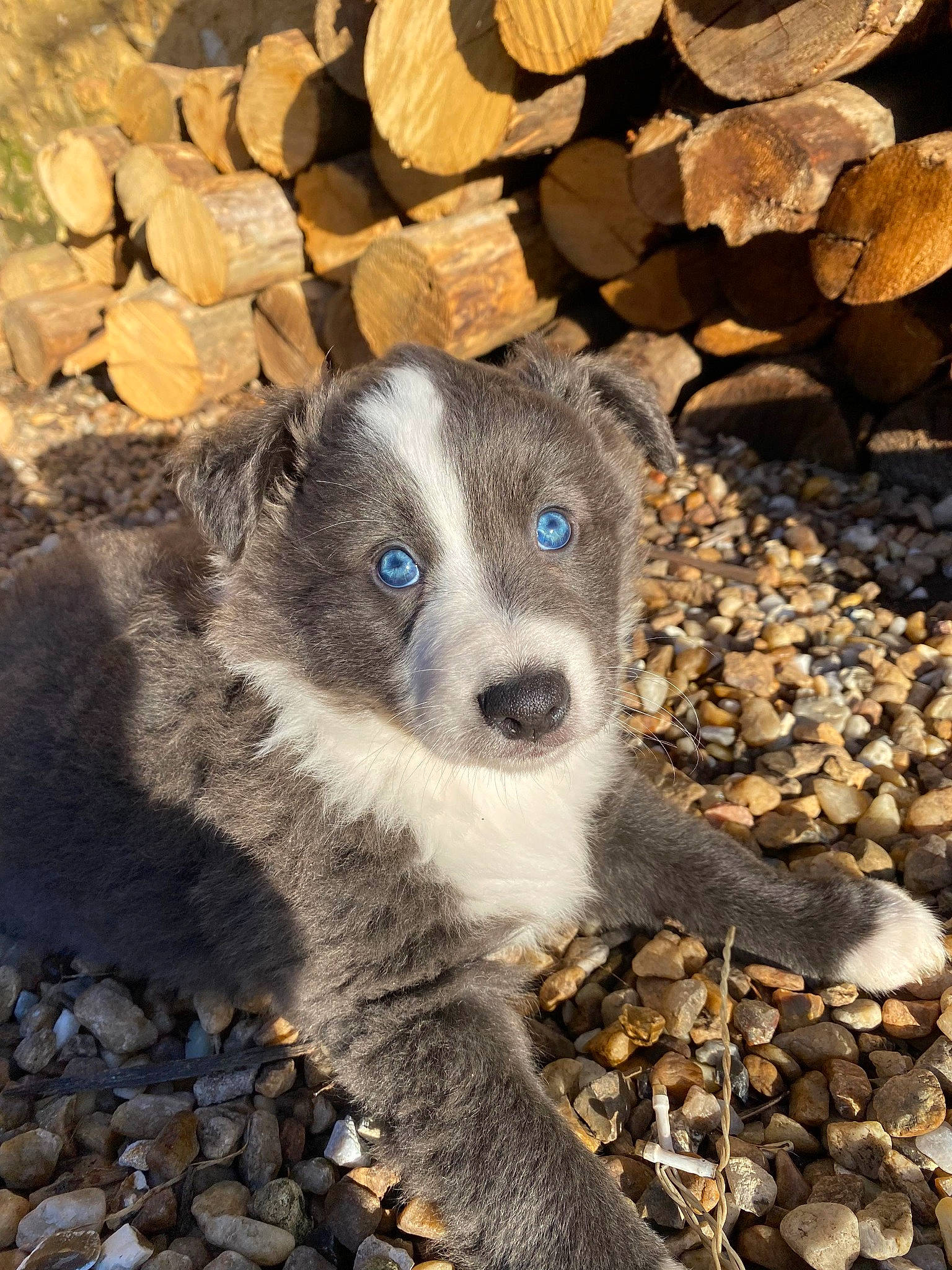 Hulysse a rejoint le concours — aidez-le/la à gagner de superbes lots ! bedrock, carnivore, companion_dog, dog, dog_breed, paw, pebble, rock, snout, soil, street_dog, terrestrial_animal, working_animal