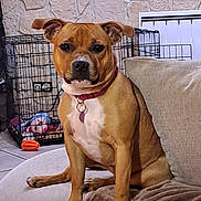 Aika a rejoint le concours — aidez-le/la à gagner de superbes lots ! dog, brown_dog, white_chest, collar, couch, blanket, pet_toy, dog_crate, stone_wall, indoor, floor_tiles, window, furniture, pet, canine, sitting, relaxed, home, domestic, animal