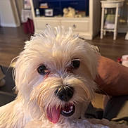 Happy is registered to the contest to win money with this photo: dog, white_dog, fluffy, pet, tongue_out, close_up, indoor, living_room, furniture, blurred_background, happy, cute, companion, animal, domestic, mammal, canine, face, fur, playful