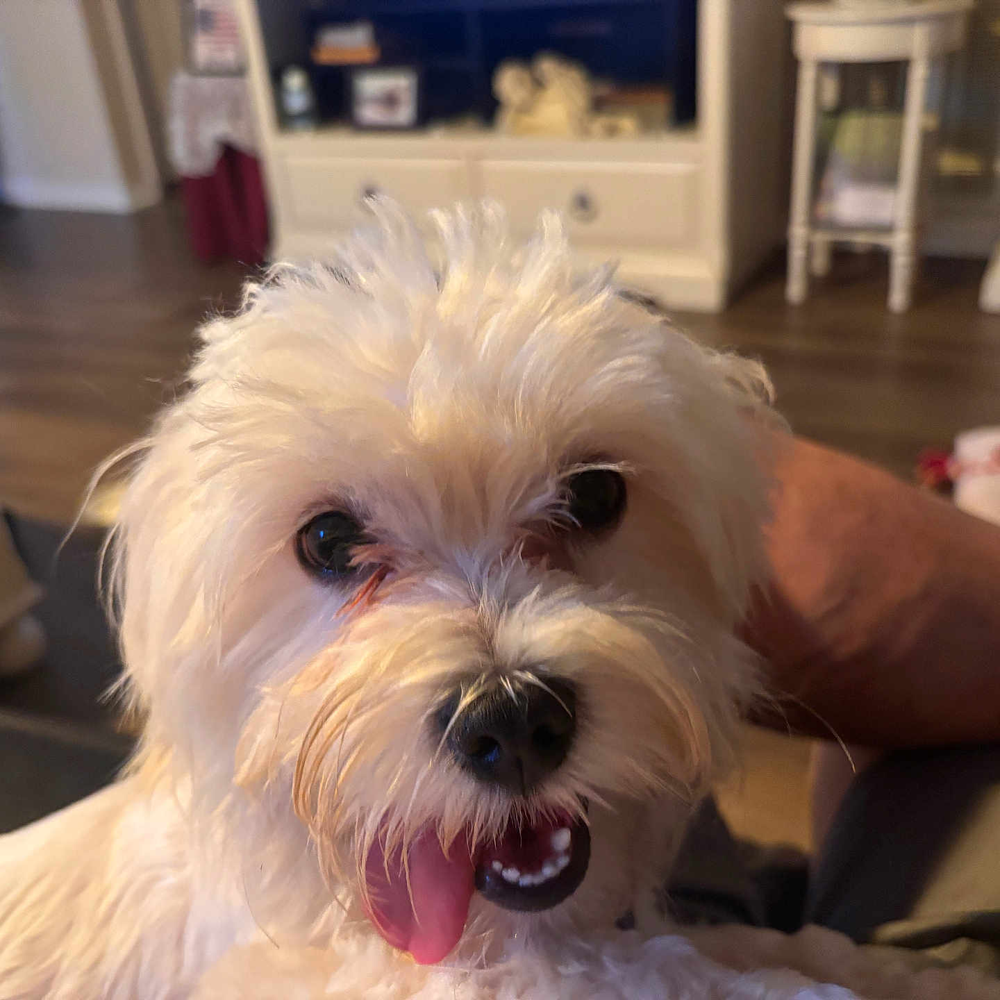 Happy is registered to the contest to win money with this photo: animal, blurred_background, canine, close_up, companion, cute, dog, domestic, face, fluffy, fur, furniture, happy, indoor, living_room, mammal, pet, playful, tongue_out, white_dog
