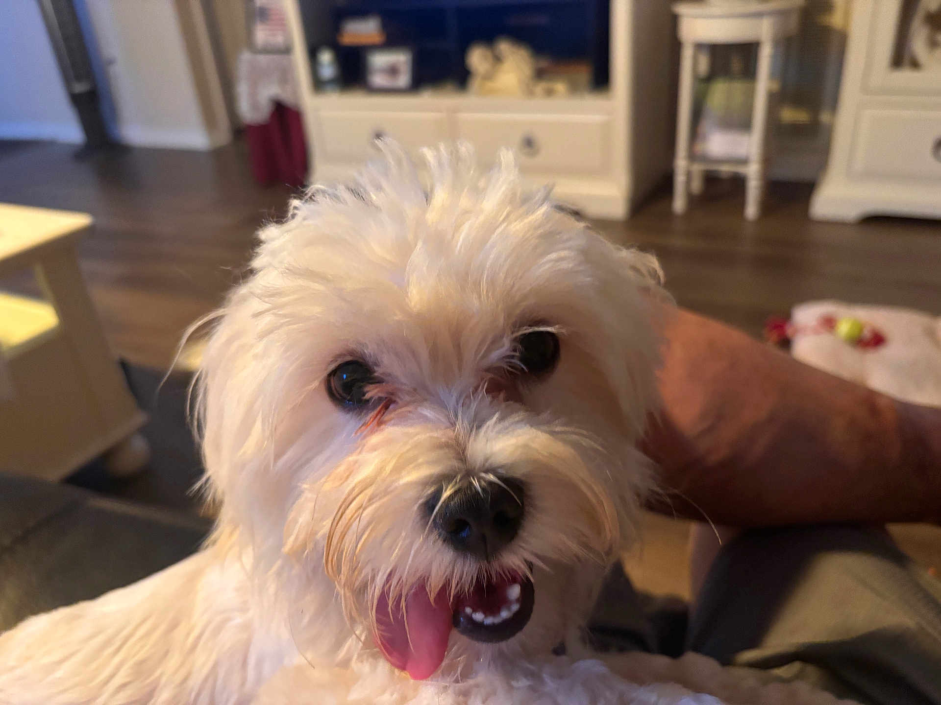 Happy is registered to the contest to win money with this photo: dog, white_dog, fluffy, pet, tongue_out, close_up, indoor, living_room, furniture, blurred_background, happy, cute, companion, animal, domestic, mammal, canine, face, fur, playful