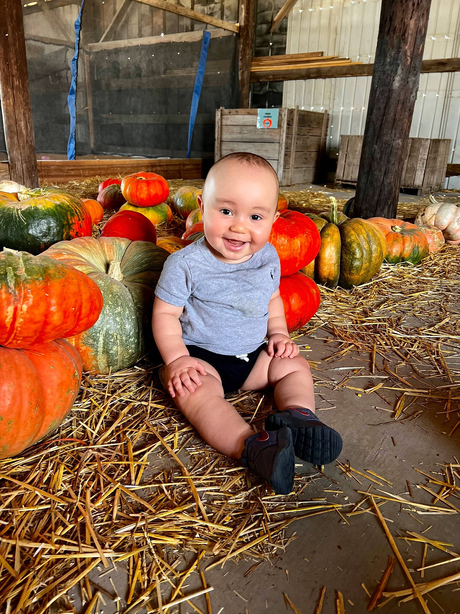 Maverick joined the competition — help win amazing prizes! calabaza, cucurbita, fruit, gourd, grass, happy, joy, local_food, natural_foods, orange, people_in_nature, person, plant, produce, pumpkin, smile, squash, toddler, vegetable, whole_food