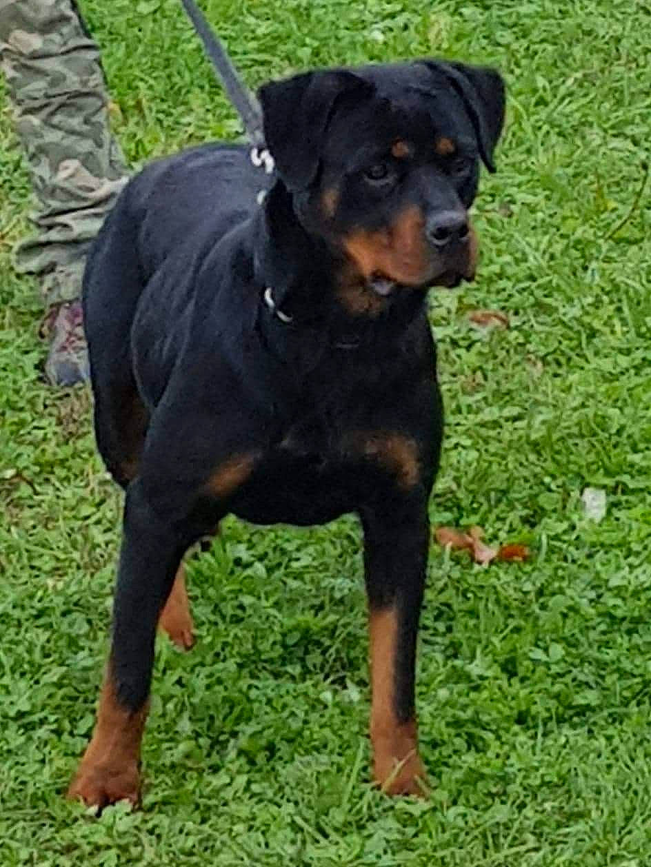 Oly participe au concours pour gagner de l'argent avec cette photo : austrian_black_and_tan_hound, black_and_tan_terrier, canidae, carlin_pinscher, carnivore, companion_dog, dog, dog_breed, german_pinscher, hunting_dog, jagdterrier, mammal, miniature_pinscher, pinscher, polish_hunting_dog, rare_breed_dog, rottweiler, vertebrate, working_dog