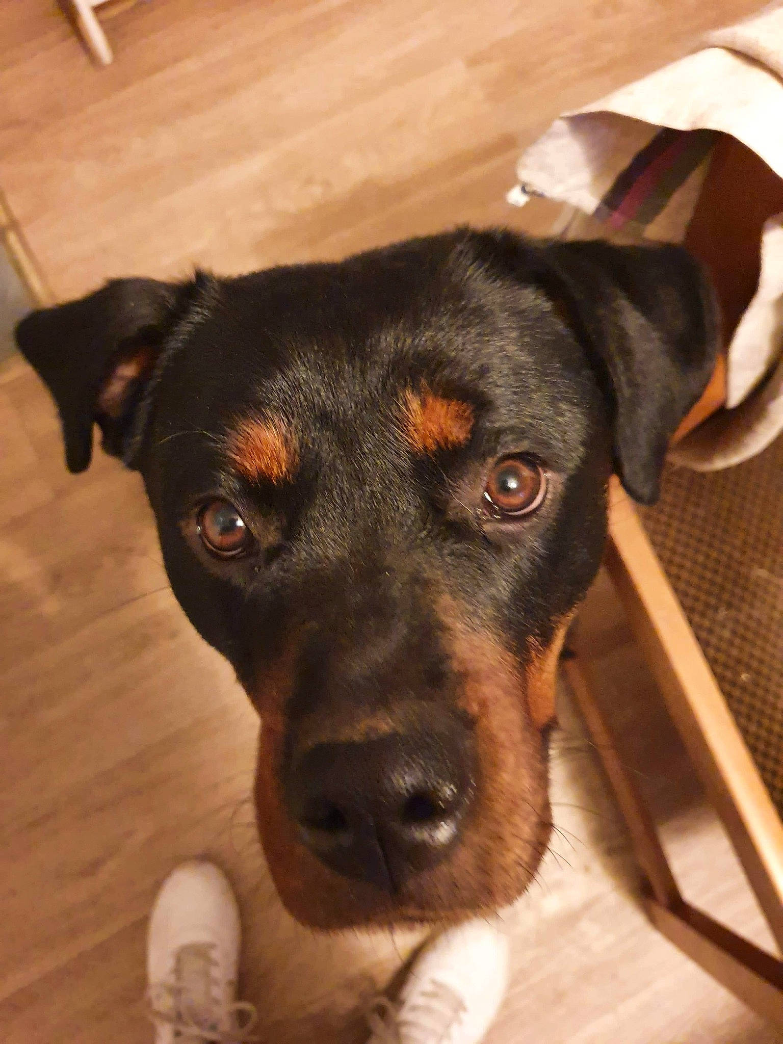 Oly a rejoint le concours — aidez-le/la à gagner de superbes lots ! black_and_tan_terrier, canidae, carnivore, dog, dog_breed, ear, fawn, feist, german_pinscher, huntaway, jagdterrier, mammal, manchester_terrier, pinscher, potcake_dog, rottweiler, snout, sporting_group, vertebrate, whiskers