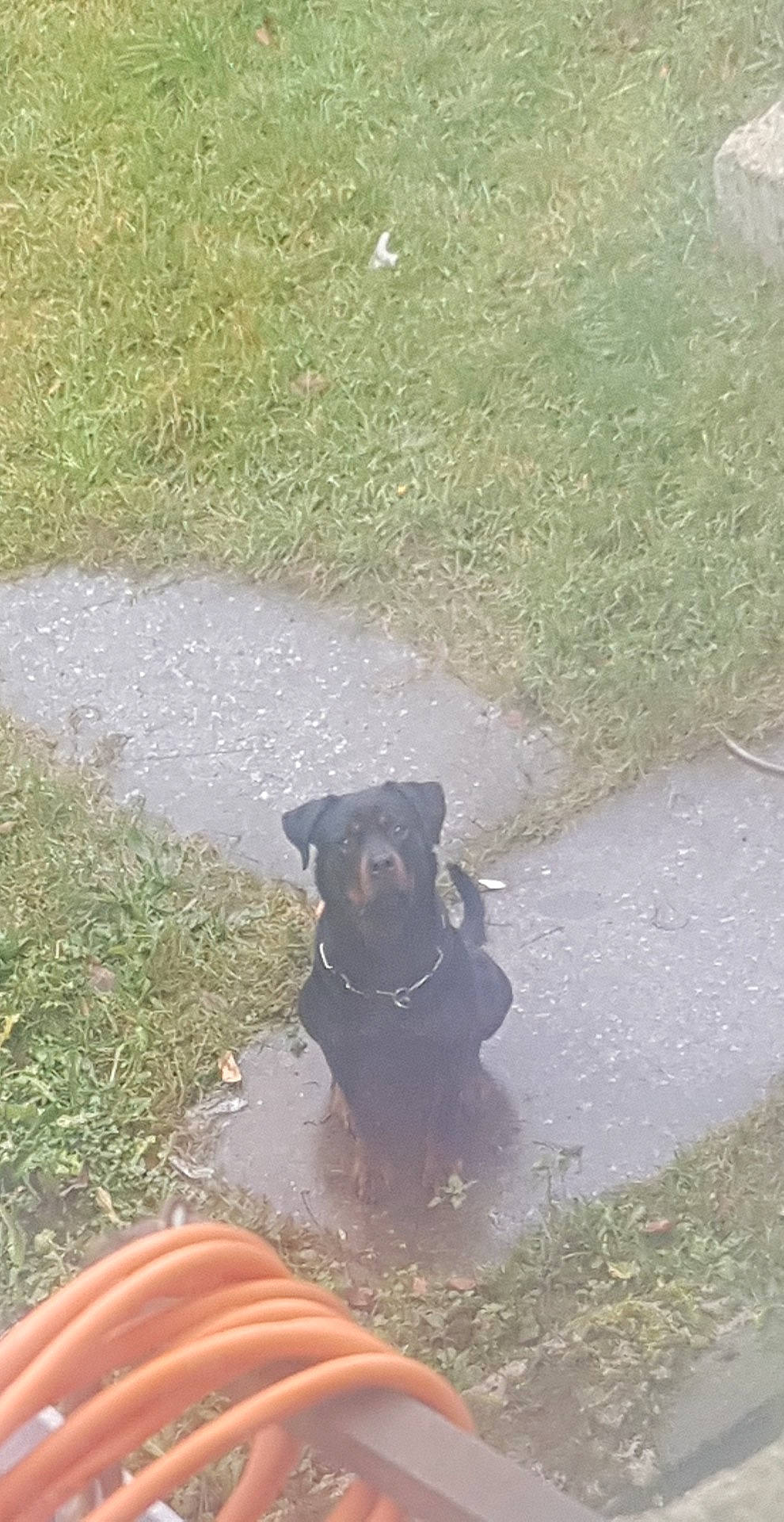 Oly participe au concours pour gagner de l'argent avec cette photo : canidae, carnivore, dog, dog_breed, grass, guard_dog, patterdale_terrier, snout, sporting_group, tail