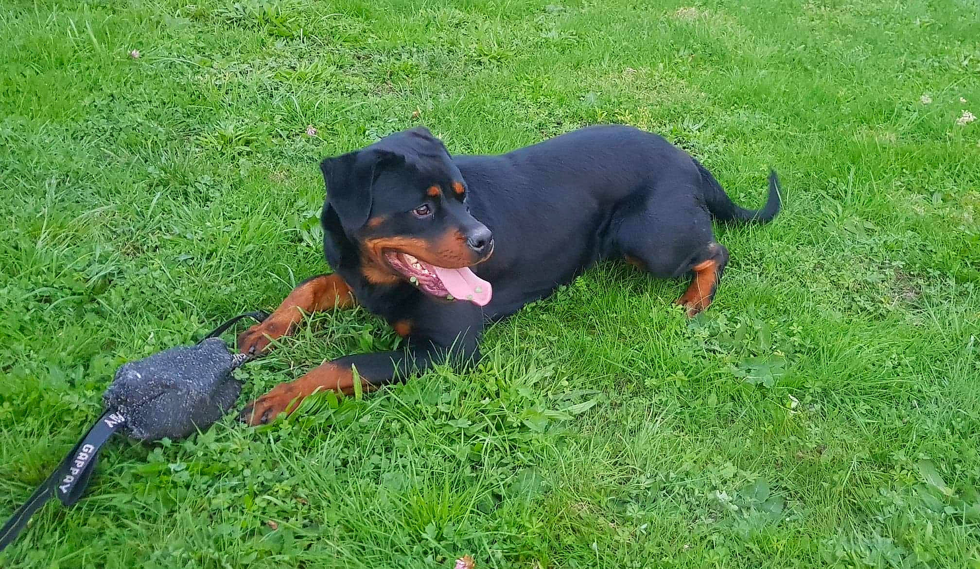 Oly participe au concours pour gagner de l'argent avec cette photo : austrian_black_and_tan_hound, beauceron, canidae, carnivore, dog, dog_breed, hellenikos_ichnilatis, huntaway, hunting_dog, jagdterrier, lithuanian_hound, mammal, montenegrin_mountain_hound, polish_hunting_dog, rottweiler, smaland_hound, sporting_group, transylvanian_hound, vertebrate, working_dog