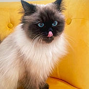 Ulya a rejoint le concours — aidez-le/la à gagner de superbes lots ! cat, himalayan_cat, blue_eyes, fluffy, tongue_out, yellow_couch, indoor, pet, feline, sitting, whiskers, fur, cute, domestic_animal, animal, portrait, cozy, playful, closeup, home