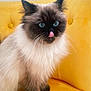 cat, himalayan_cat, blue_eyes, fluffy, tongue_out, yellow_couch, indoor, pet, feline, sitting, whiskers, fur, cute, domestic_animal, animal, portrait, cozy, playful, closeup, home