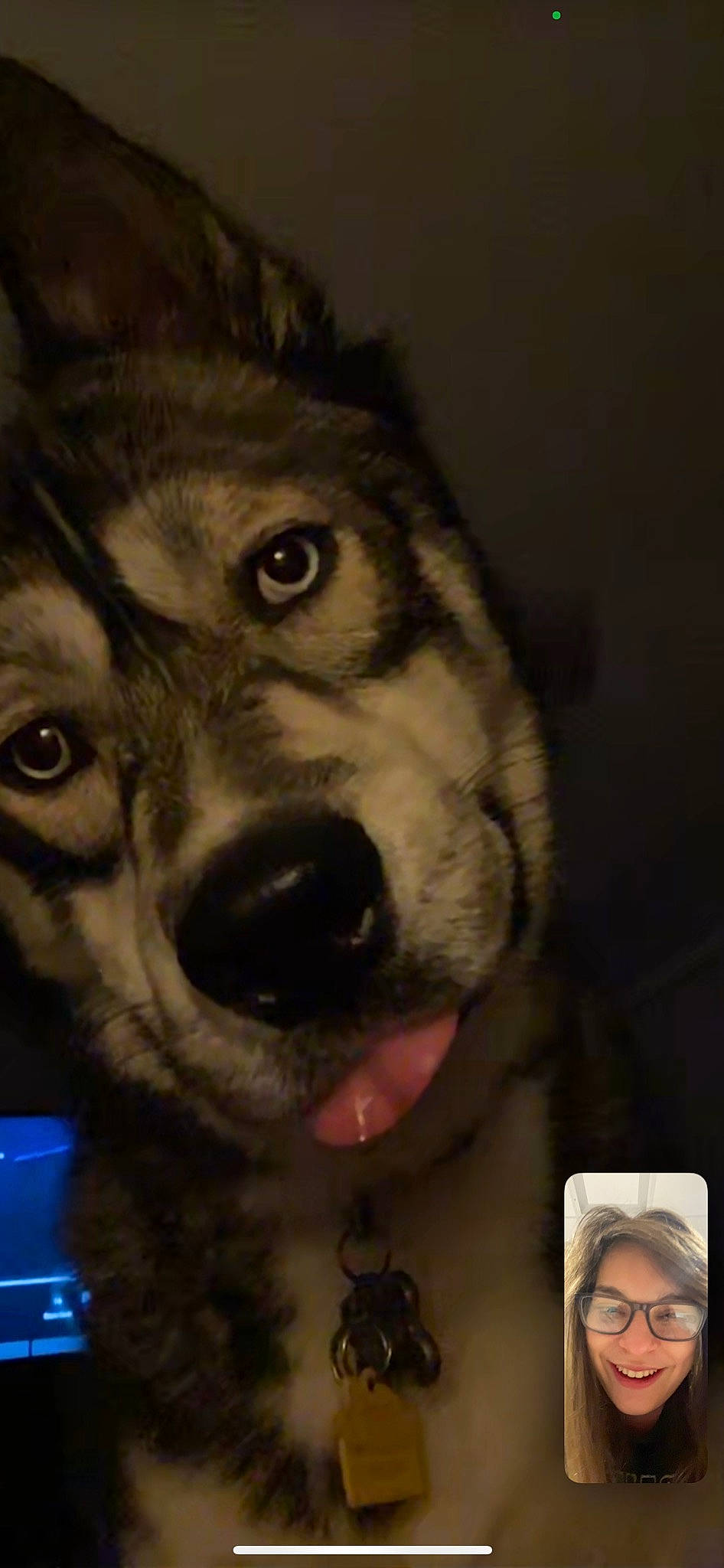 Balto is registered to the contest to win money with this photo: art, canidae, canis, carnivore, companion_dog, darkness, dog, dog_breed, fur, iris, nose, selfie, sled_dog, snout, sporting_group, visual_arts, whiskers, wildlife, wolf, working_dog