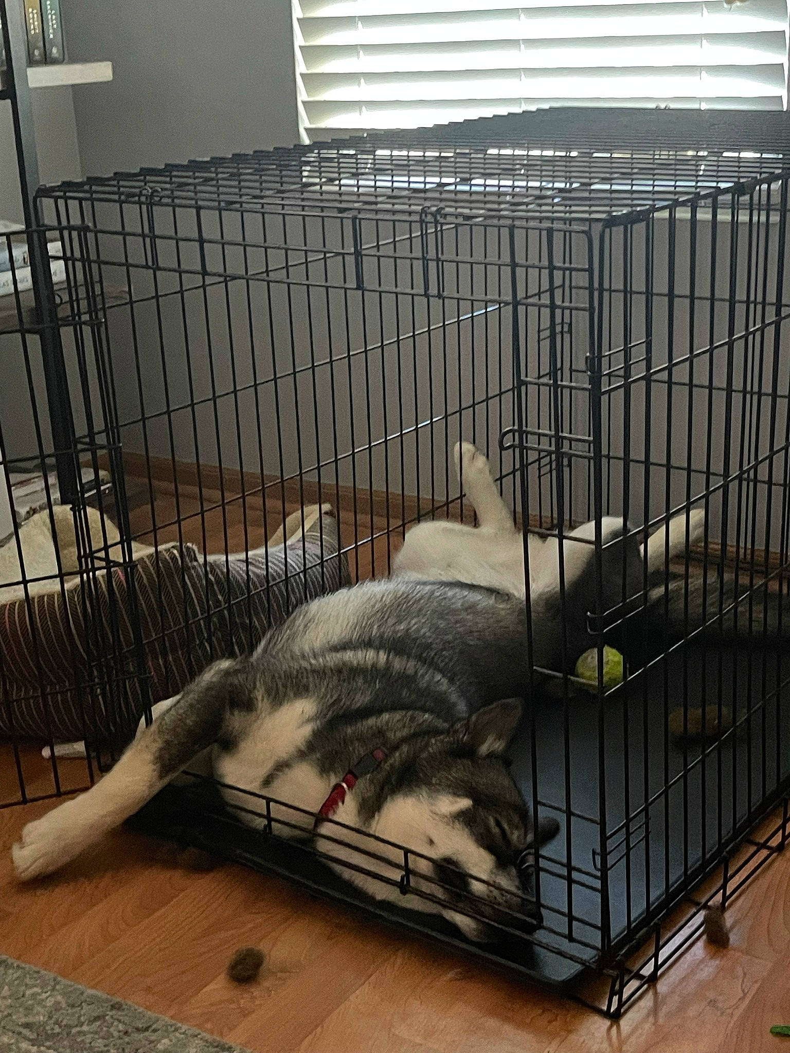 Balto joined the competition — help win amazing prizes! animal_shelter, cage, canidae, comfort, companion_dog, composite_material, dog_breed, dog_supply, floor, flooring, fur, gas, mesh, metal, pet_supply, service, snout, sporting_group, terrestrial_animal, wood