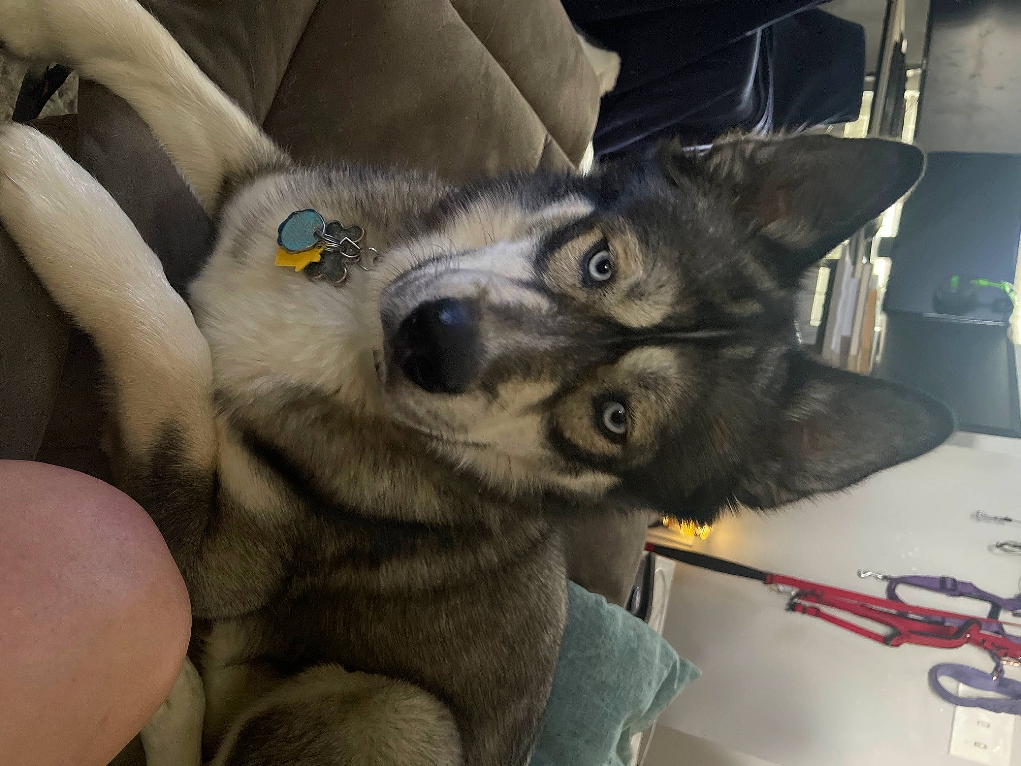 Balto joined the competition — help win amazing prizes! auto_part, automotive_wheel_system, canidae, car_seat, carnivore, comfort, companion_dog, couch, dog, dog_breed, ear, felidae, fur, paw, snout, spitz, sporting_group, toy_dog, whiskers, working_animal