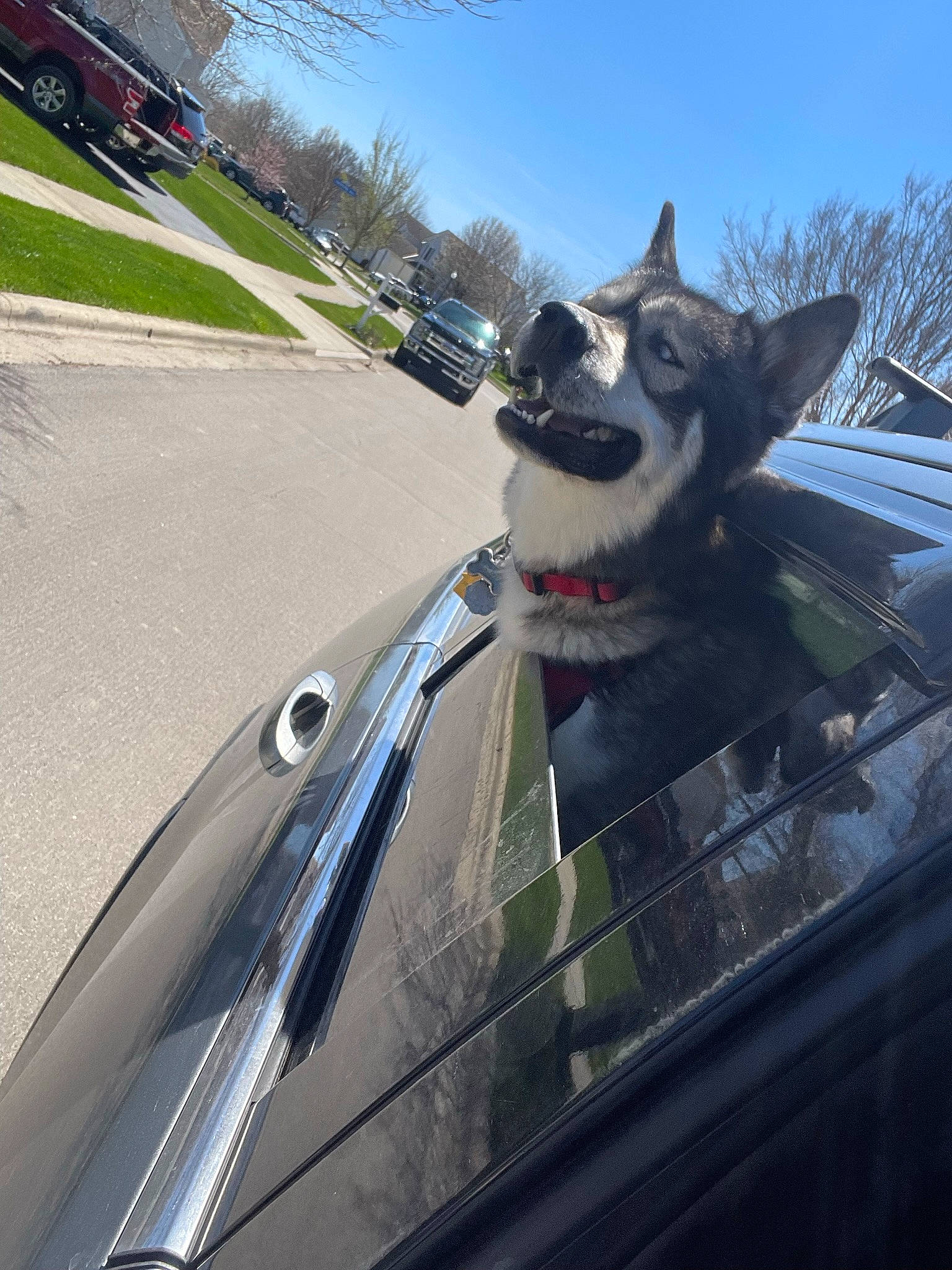 Balto is registered to the contest to win money with this photo: asphalt, automotive_design, automotive_exterior, automotive_lighting, automotive_mirror, automotive_tire, car, carnivore, dog, dog_breed, hood, motor_vehicle, rim, road_surface, sky, tire, tree, vehicle, vehicle_door, wheel