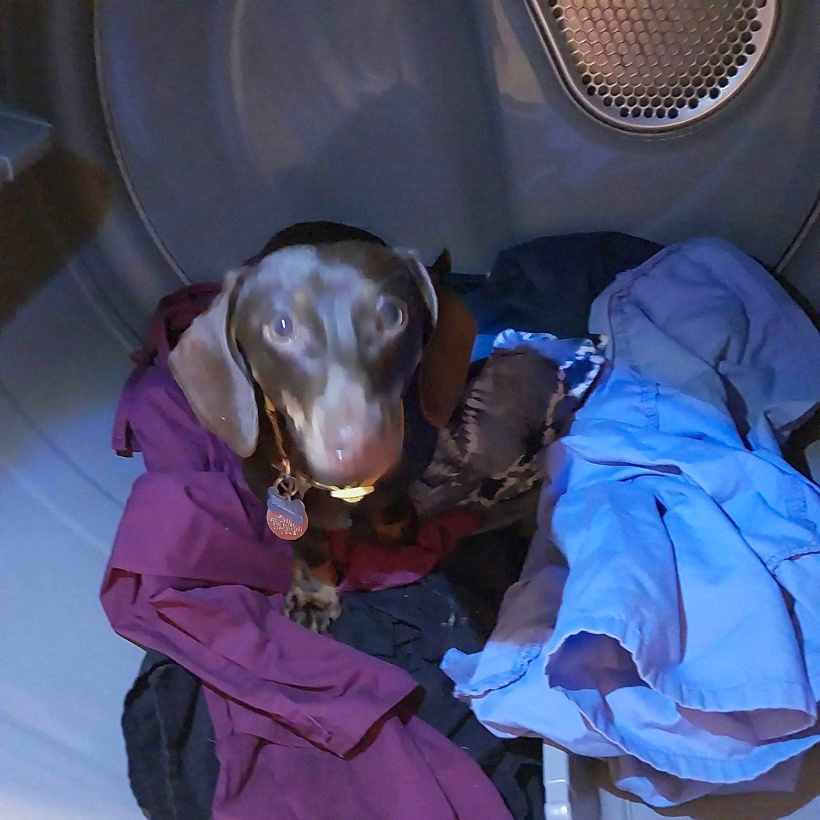 Dozzer joined the competition — help win amazing prizes! blurry, canine, clothes, coat, confined_space, curled_up, dark, dog, domestic, dryer, fabric, folded_clothes, household, indoor, laundry, laundry_room, pet, small_dog, soft_lighting, textile