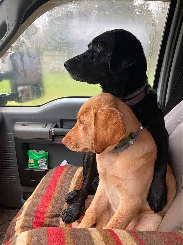 Gemma And Cassidy joined the competition — help win amazing prizes! auto_part, automotive_exterior, automotive_mirror, car, car_seat, car_seat_cover, carnivore, collar, companion_dog, dog, dog_breed, dog_collar, fawn, liver, motor_vehicle, snout, steering_wheel, vehicle, vehicle_door, working_animal
