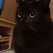Arya a rejoint le concours — aidez-le/la à gagner de superbes lots ! black_cat, cat, pet, indoor, close_up, yellow_eyes, whiskers, feline, animal, domestic, sitting, table_surface, bookshelf, calendar, planner, fur, cute, curious, room, household