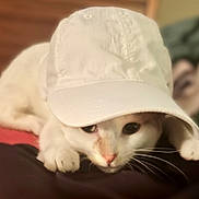 Buster is registered to the contest to win money with this photo: cat, white_cat, cap, hat, pet, animal, cute, whiskers, paws, indoor, closeup, face, fur, resting, curious, domestic_animal, looking, cozy, soft, blurred_background