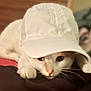 cat, white_cat, cap, hat, pet, animal, cute, whiskers, paws, indoor, closeup, face, fur, resting, curious, domestic_animal, looking, cozy, soft, blurred_background