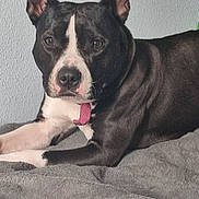 Laïka participe au concours pour gagner de l'argent avec cette photo : dog, black_and_white, pet, collar, blanket, indoor, animal, canine, fur, ears, lying_down, resting, portrait, domestic_animal, cute, mammal, companion, alert, pink_collar, cozy