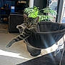 cat, cat_bed, cozy, decor, furniture, hammock, houseplant, indoor, living_room, paw, pet, plant, poster, relaxed, shadow, sitting, sunlight, tabby_cat, tile_floor, window